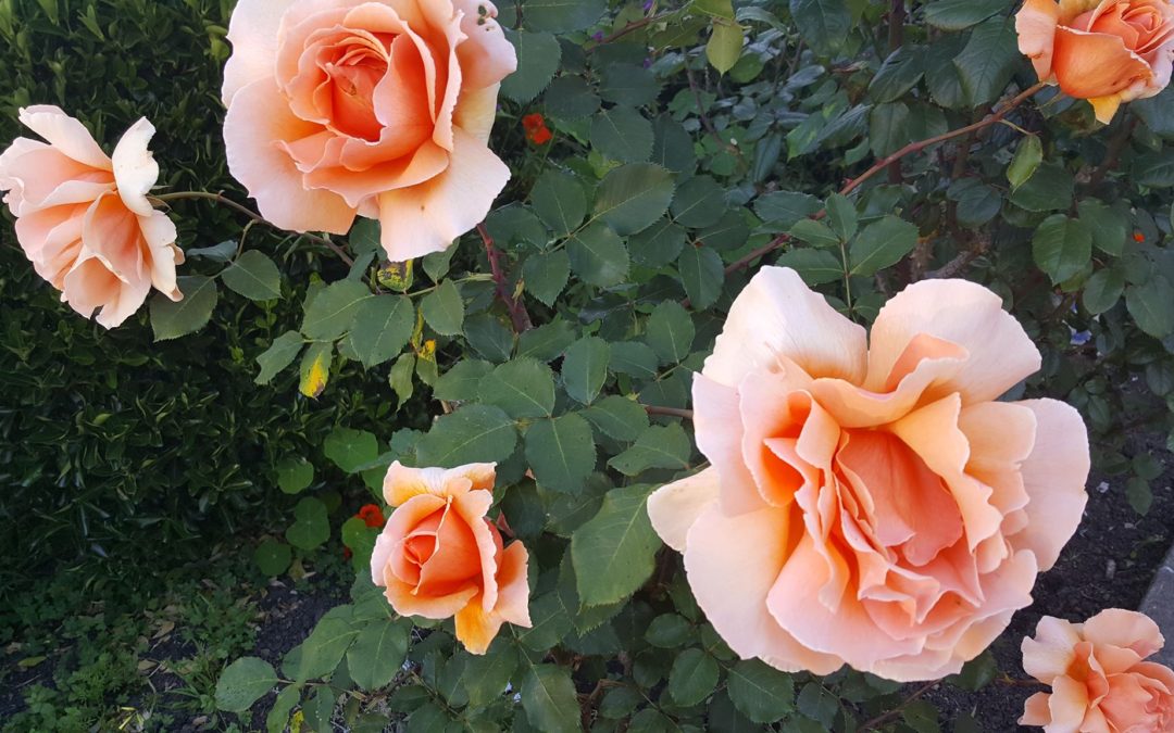 Self Care, Self Love and taking care of your body of life force